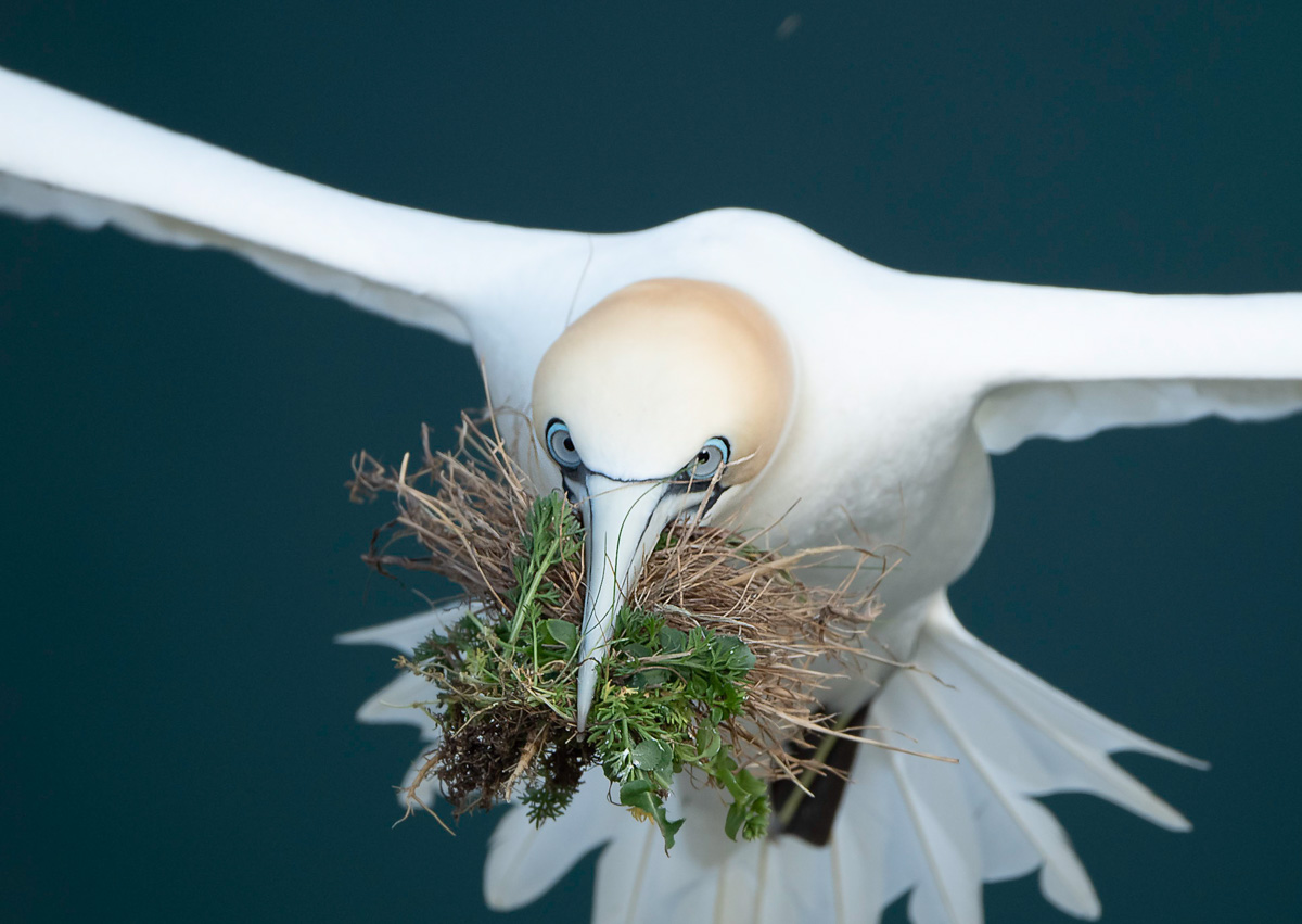 Gannet nest building