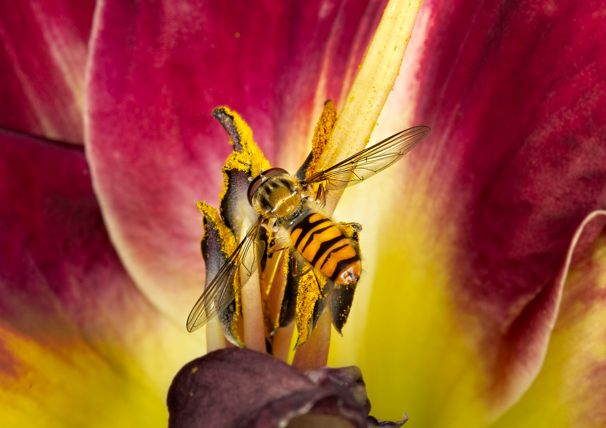 The Hoverfly